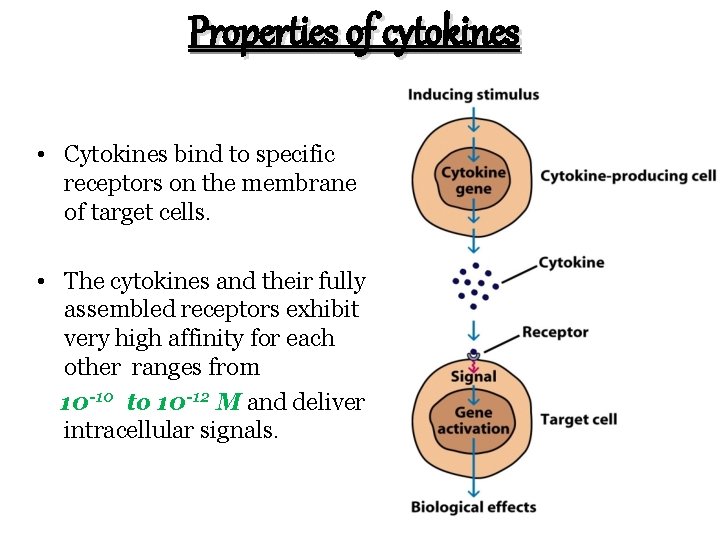 Properties of cytokines • Cytokines bind to specific receptors on the membrane of target