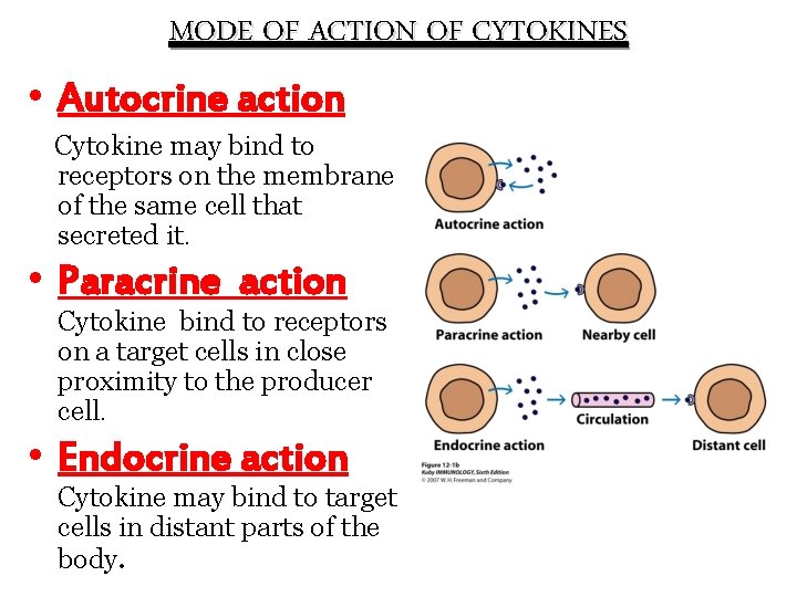 MODE OF ACTION OF CYTOKINES • Autocrine action Cytokine may bind to receptors on