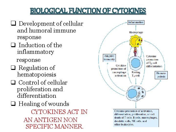 BIOLOGICAL FUNCTION OF CYTOKINES q Development of cellular and humoral immune response q Induction