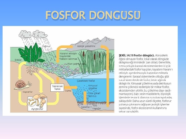 FOSFOR DÖNGÜSÜ 