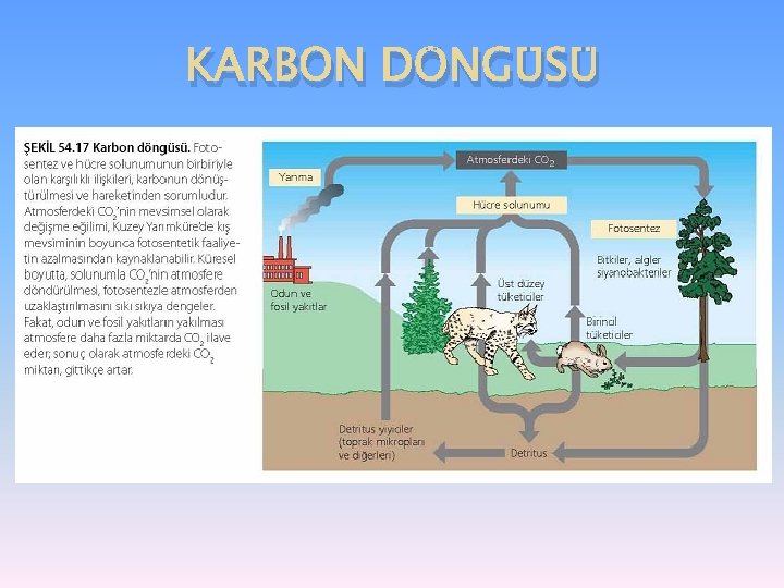 KARBON DÖNGÜSÜ 