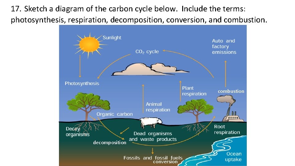 17. Sketch a diagram of the carbon cycle below. Include the terms: photosynthesis, respiration,