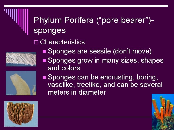 Phylum Porifera (“pore bearer”)sponges o Characteristics: Sponges are sessile (don’t move) n Sponges grow