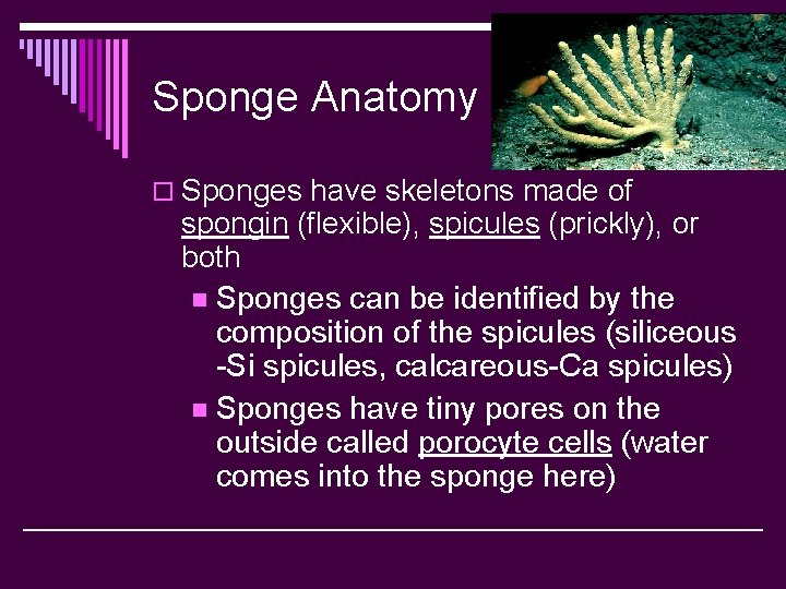 Sponge Anatomy o Sponges have skeletons made of spongin (flexible), spicules (prickly), or both