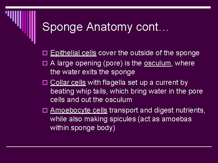 Sponge Anatomy cont… o Epithelial cells cover the outside of the sponge o A