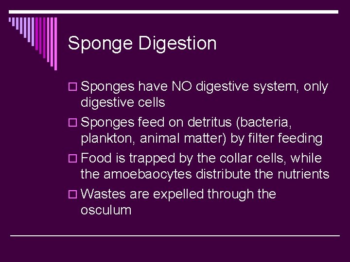 Sponge Digestion o Sponges have NO digestive system, only digestive cells o Sponges feed
