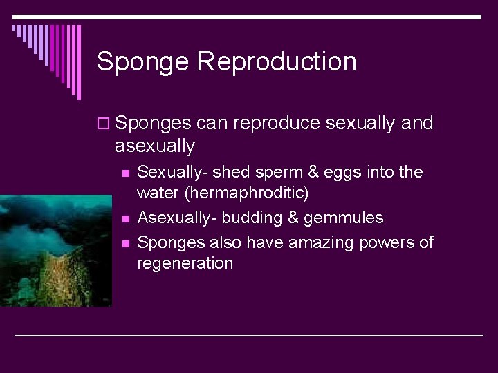 Sponge Reproduction o Sponges can reproduce sexually and asexually n n n Sexually- shed