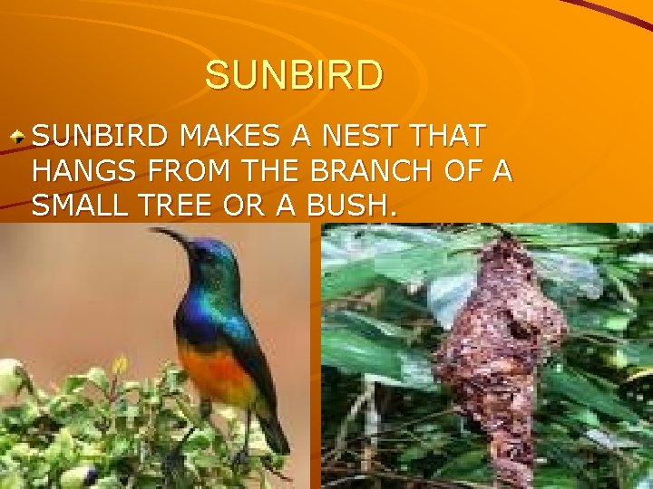 SUNBIRD MAKES A NEST THAT HANGS FROM THE BRANCH OF A SMALL TREE OR