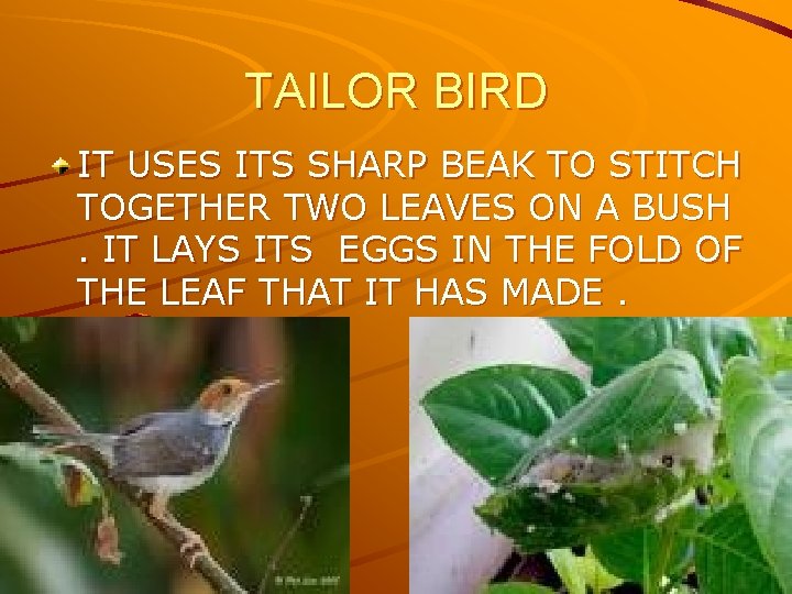 TAILOR BIRD IT USES ITS SHARP BEAK TO STITCH TOGETHER TWO LEAVES ON A