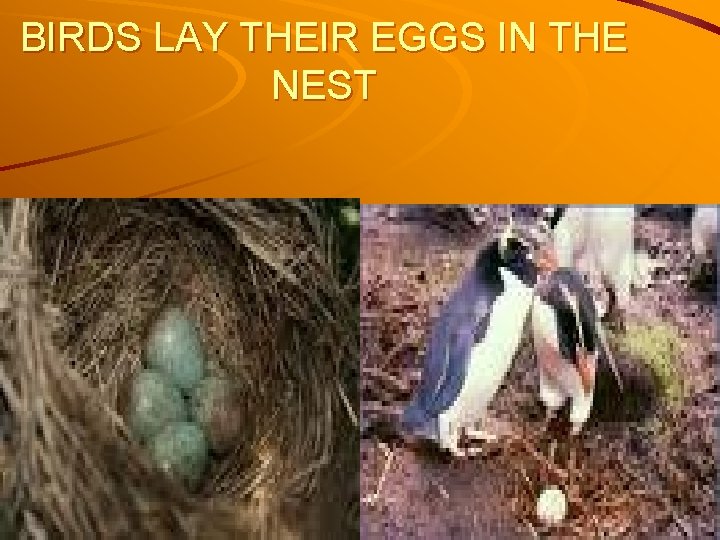 BIRDS LAY THEIR EGGS IN THE NEST 