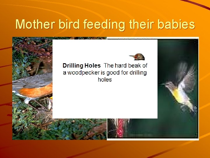 Mother bird feeding their babies 