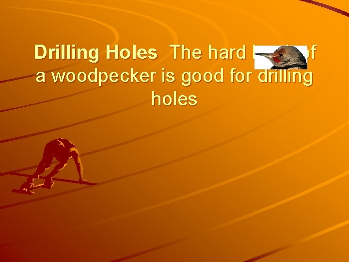 Drilling Holes The hard beak of a woodpecker is good for drilling holes 