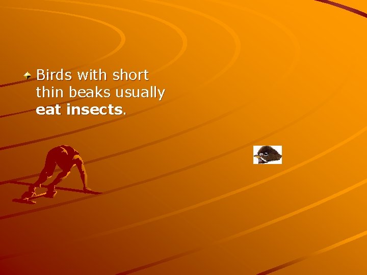 Birds with short thin beaks usually eat insects. 