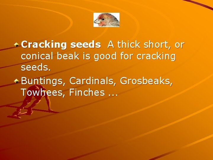 Cracking seeds A thick short, or conical beak is good for cracking seeds. Buntings,