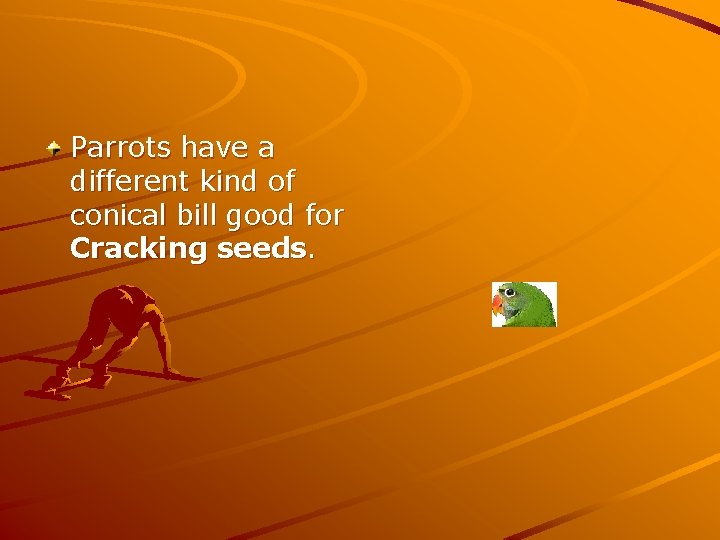 Parrots have a different kind of conical bill good for Cracking seeds. 