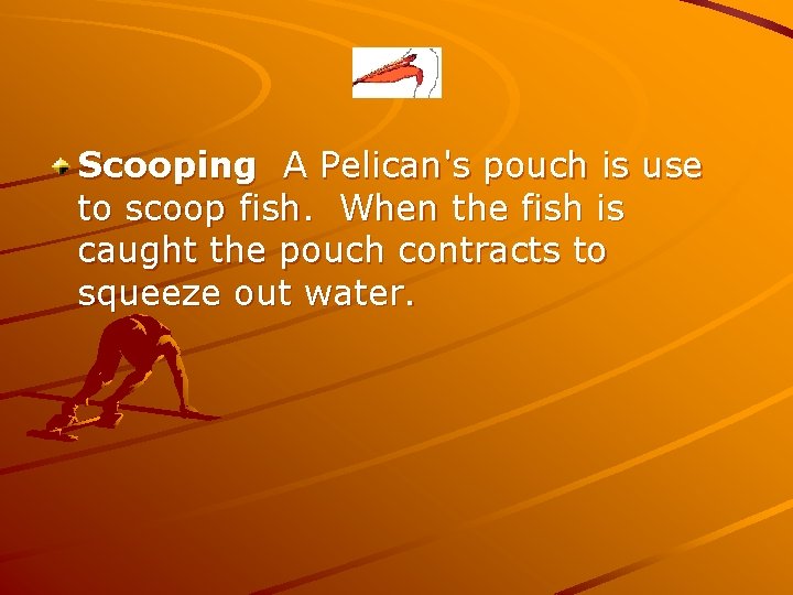 Scooping A Pelican's pouch is use to scoop fish. When the fish is caught