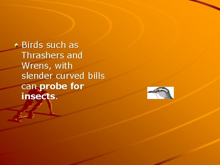 Birds such as Thrashers and Wrens, with slender curved bills can probe for insects.