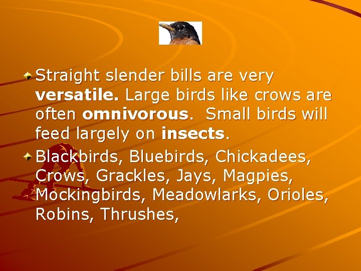 Straight slender bills are very versatile. Large birds like crows are often omnivorous. Small