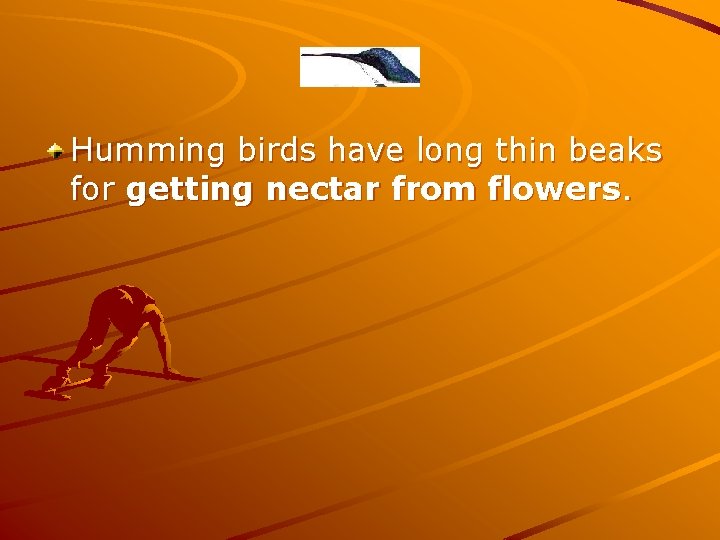 Humming birds have long thin beaks for getting nectar from flowers. 