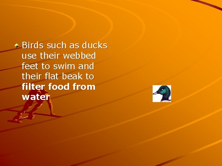 Birds such as ducks use their webbed feet to swim and their flat beak