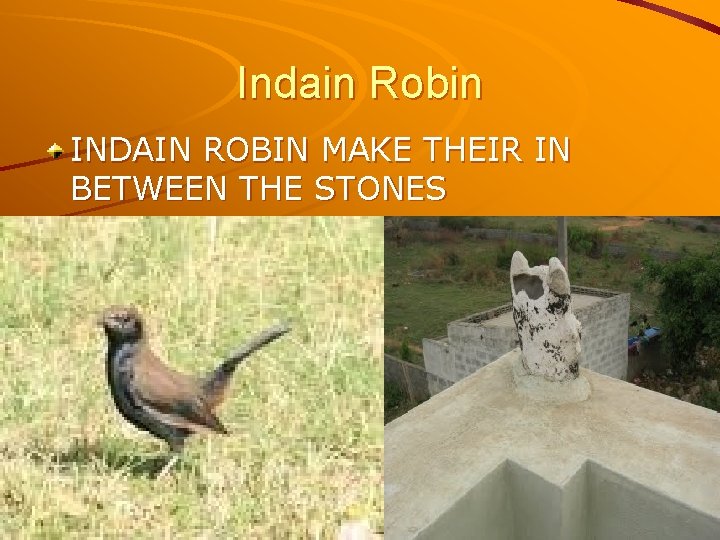 Indain Robin INDAIN ROBIN MAKE THEIR IN BETWEEN THE STONES 