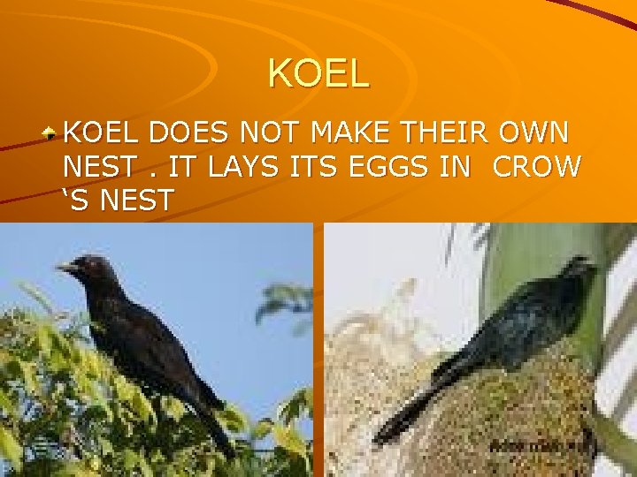 KOEL DOES NOT MAKE THEIR OWN NEST. IT LAYS ITS EGGS IN CROW ‘S