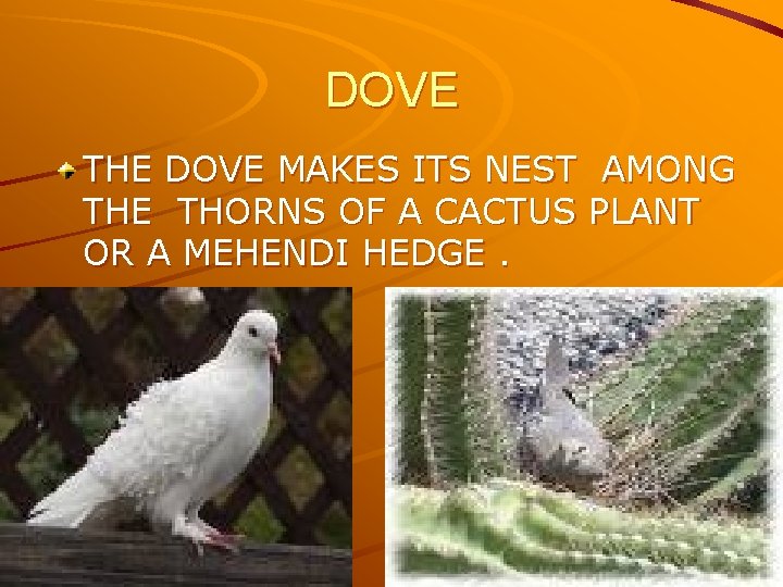 DOVE THE DOVE MAKES ITS NEST AMONG THE THORNS OF A CACTUS PLANT OR