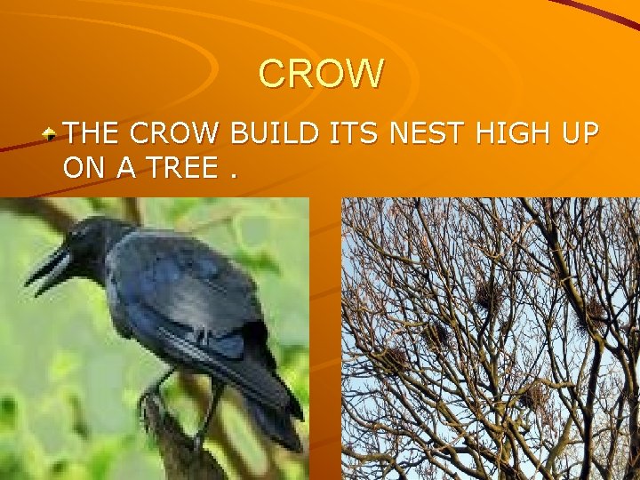 CROW THE CROW BUILD ITS NEST HIGH UP ON A TREE. 