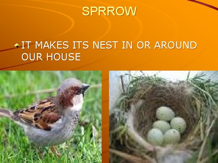 SPRROW IT MAKES ITS NEST IN OR AROUND OUR HOUSE 
