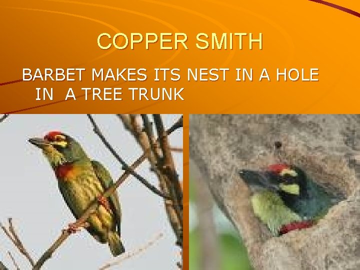 COPPER SMITH BARBET MAKES ITS NEST IN A HOLE IN A TREE TRUNK 