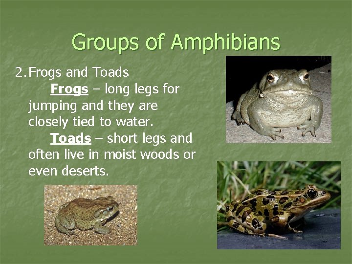 Groups of Amphibians 2. Frogs and Toads Frogs – long legs for jumping and