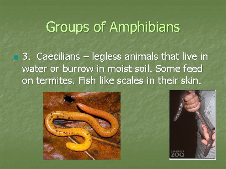 Groups of Amphibians n 3. Caecilians – legless animals that live in water or