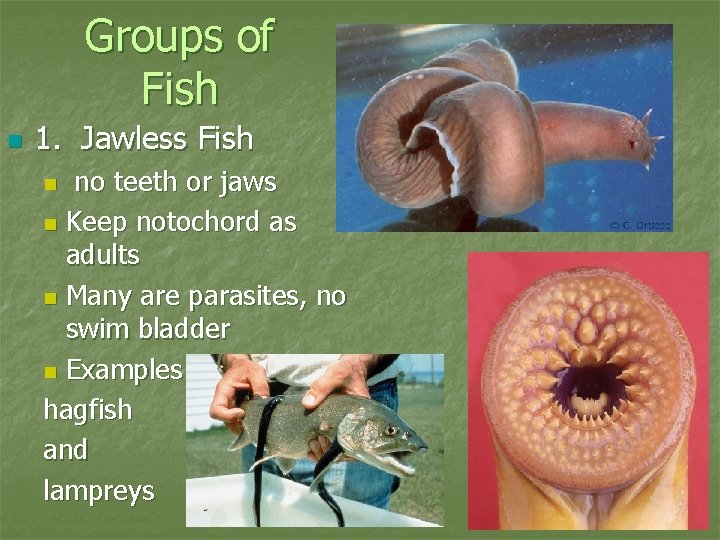 Groups of Fish n 1. Jawless Fish no teeth or jaws n Keep notochord