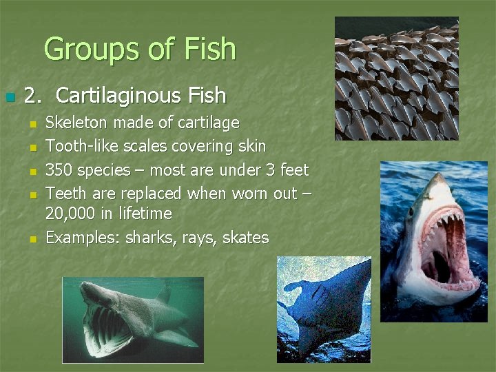 Groups of Fish n 2. Cartilaginous Fish n n n Skeleton made of cartilage