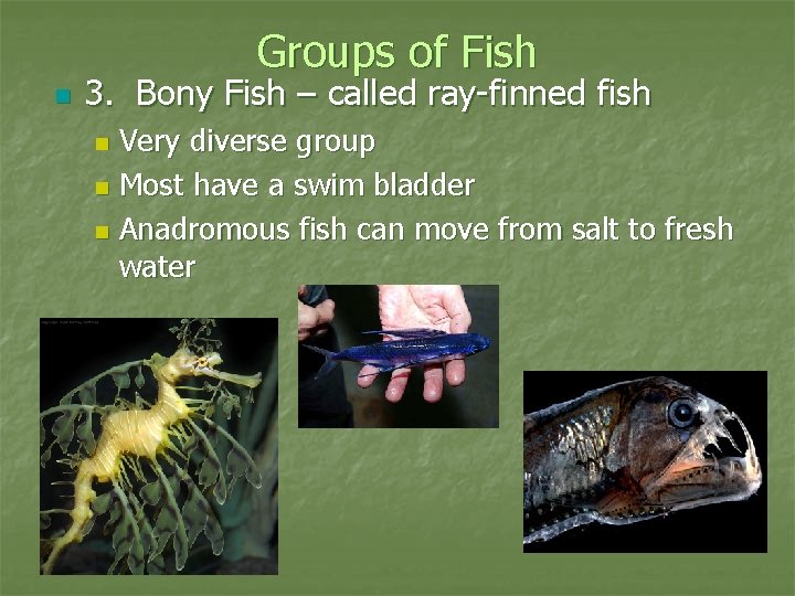 Phylum Chordata Vertebrates Fish and Amphibians Vertebrate Characteristics