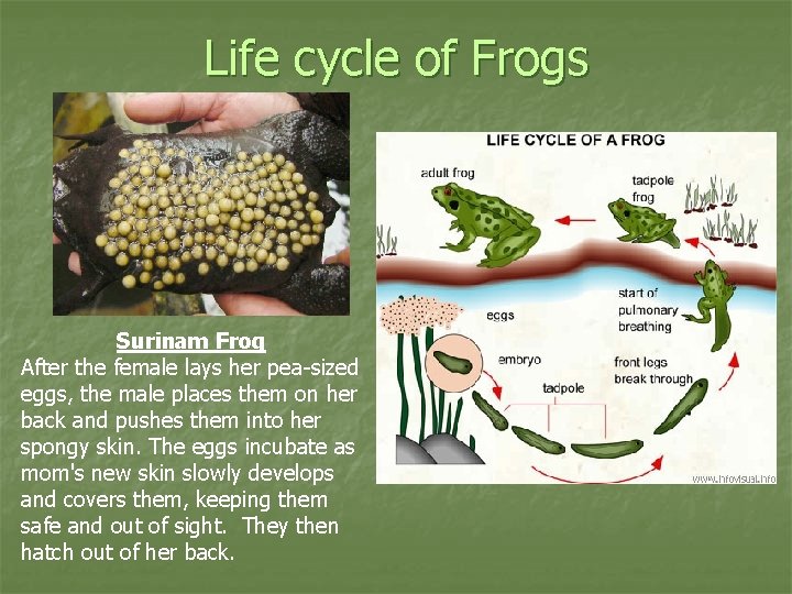 Life cycle of Frogs Surinam Frog After the female lays her pea-sized eggs, the
