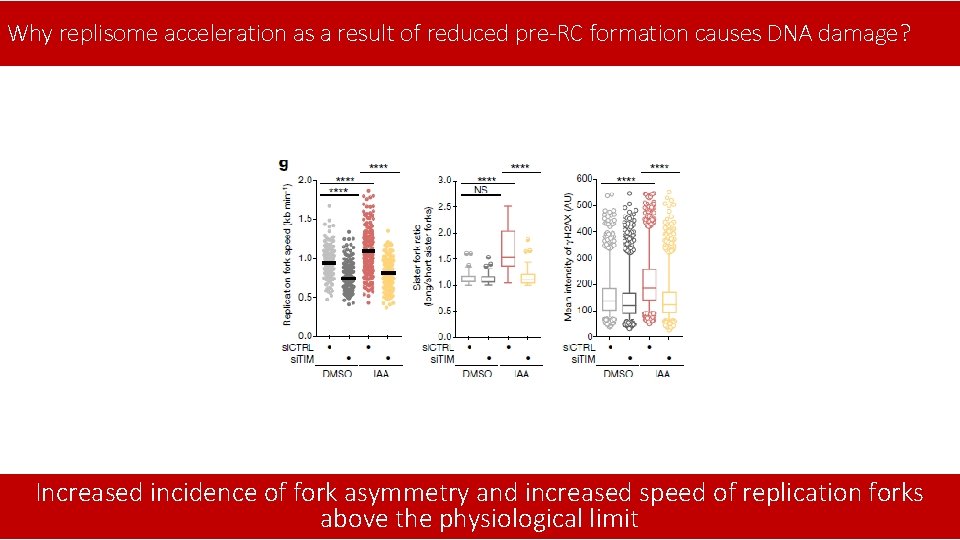 Why replisome acceleration as a result of reduced pre-RC formation causes DNA damage? Increased