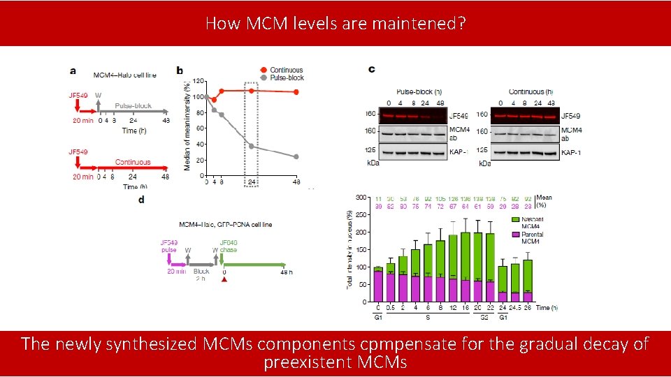 How MCM levels are maintened? The newly synthesized MCMs components cpmpensate for the gradual