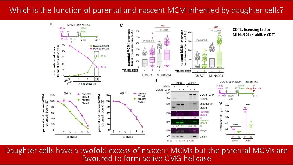 Which is the function of parental and nascent MCM inherited by daughter cells? Chromatin