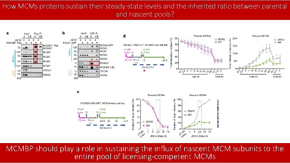 How MCMs proteins sustain their steady-state levels and the inherited ratio between parental and