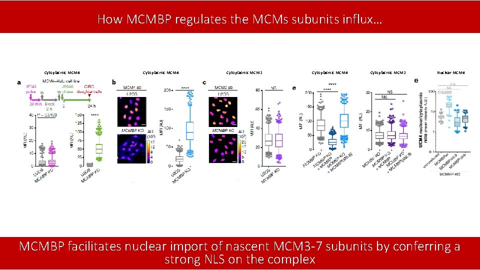 How MCMBP regulates the MCMs subunits influx… Cytoplasmic MCM 4 Cytoplasmic MCM 2 Nuclear