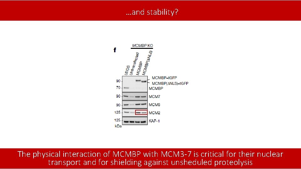 …and stability? The physical interaction of MCMBP with MCM 3 -7 is critical for