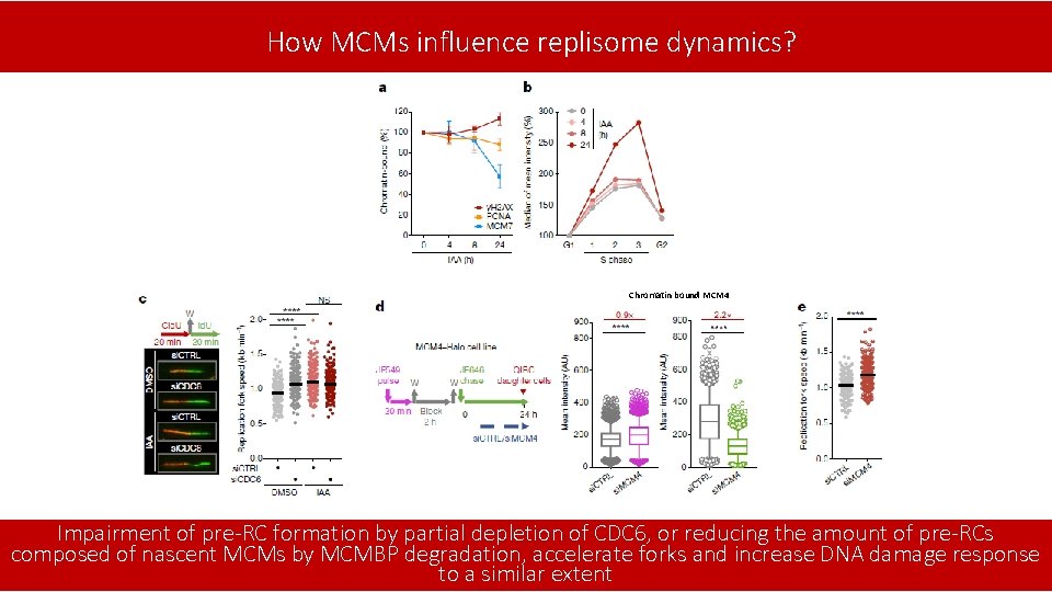 How MCMs influence replisome dynamics? Chromatin bound MCM 4 Impairment of pre-RC formation by