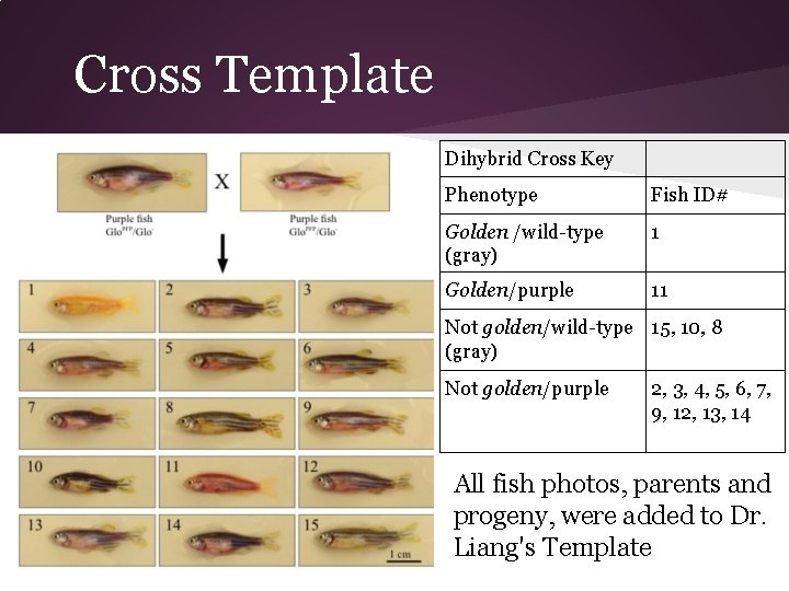 Cross Template Dihybrid Cross Key Phenotype Fish ID# Golden /wild-type (gray) 1 Golden/purple 11