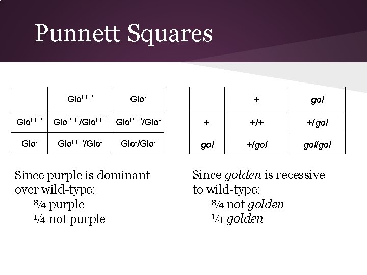 Punnett Squares Glo. PFP Glo- Glo. PFP/Glo-/Glo- Since purple is dominant over wild-type: ¾