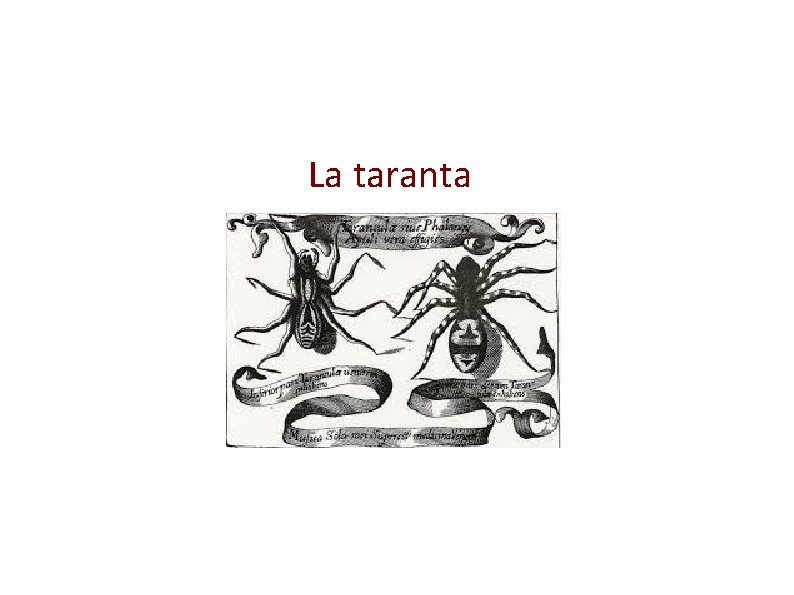 La taranta 