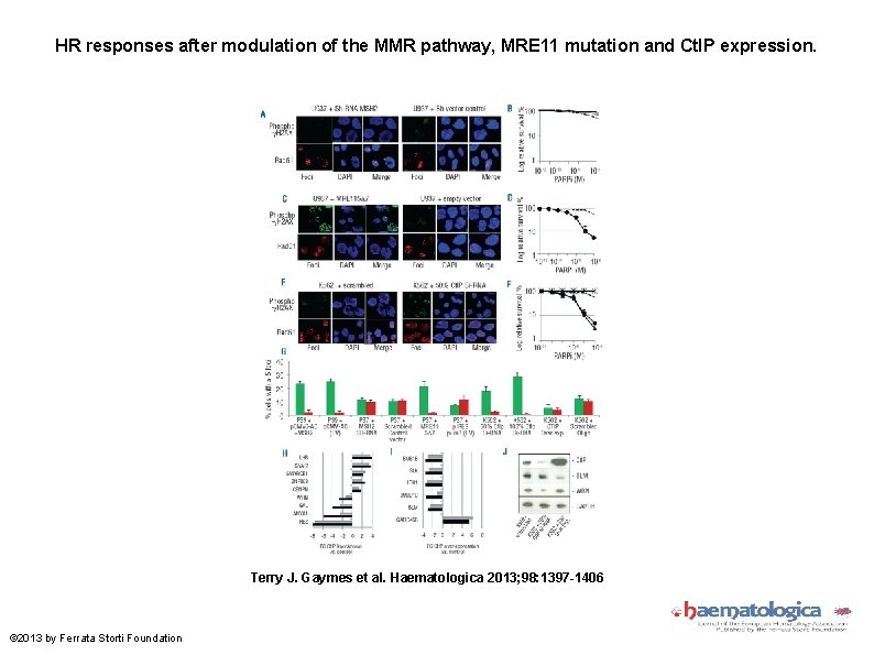 HR responses after modulation of the MMR pathway, MRE 11 mutation and Ct. IP HR responses after modulation of the MMR pathway, MRE 11 mutation and Ct. IP