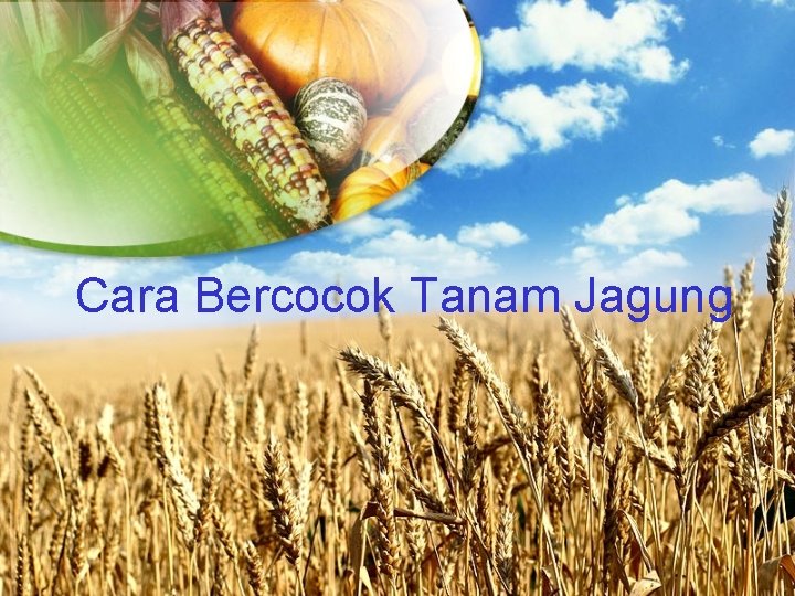 Cara Bercocok Tanam Jagung 