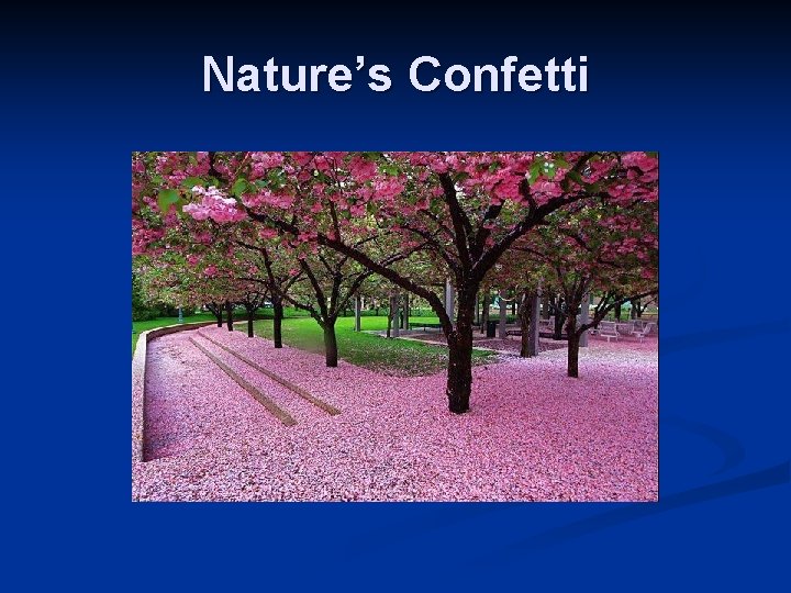 Nature’s Confetti 