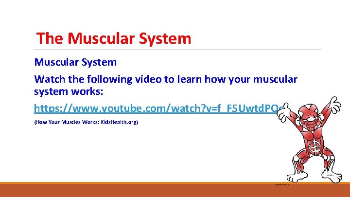 The Muscular System Watch the following video to learn how your muscular system works: